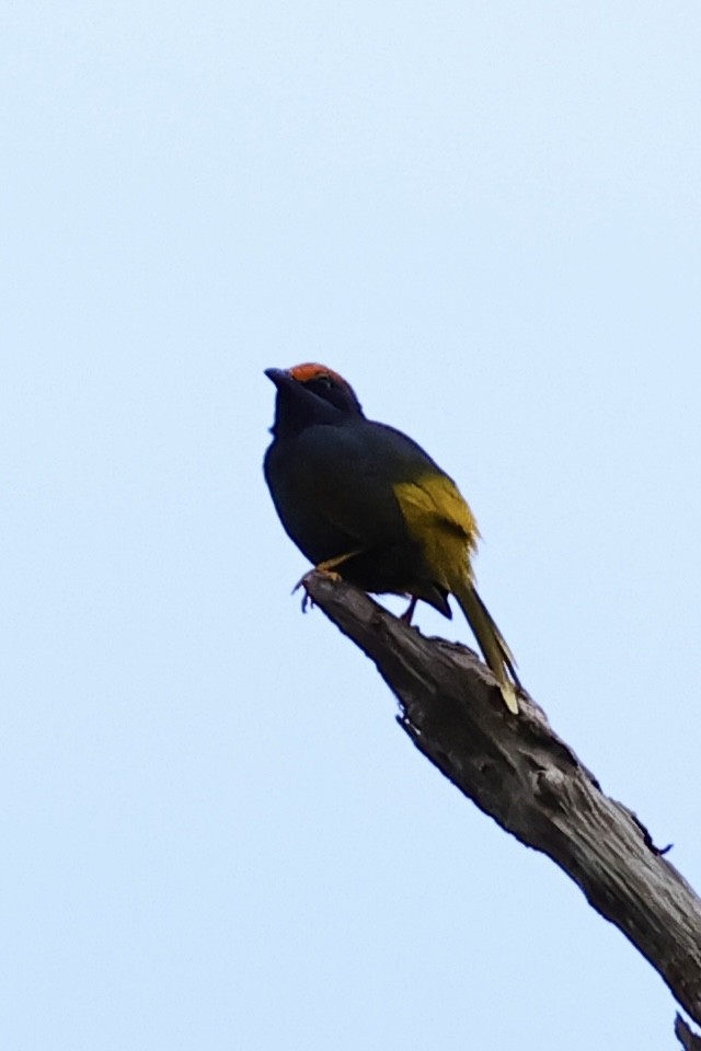 Fiery-browed Myna - ML621018983