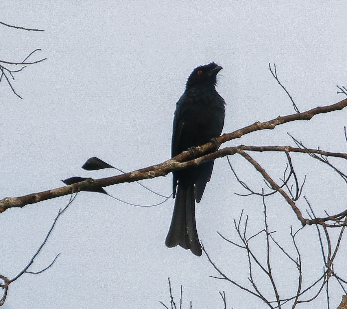Greater Racket-tailed Drongo - ML621018984