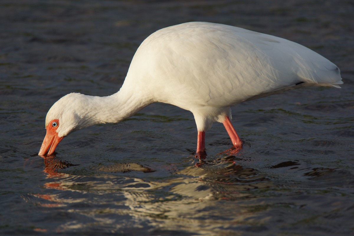 ibis bílý - ML621018985