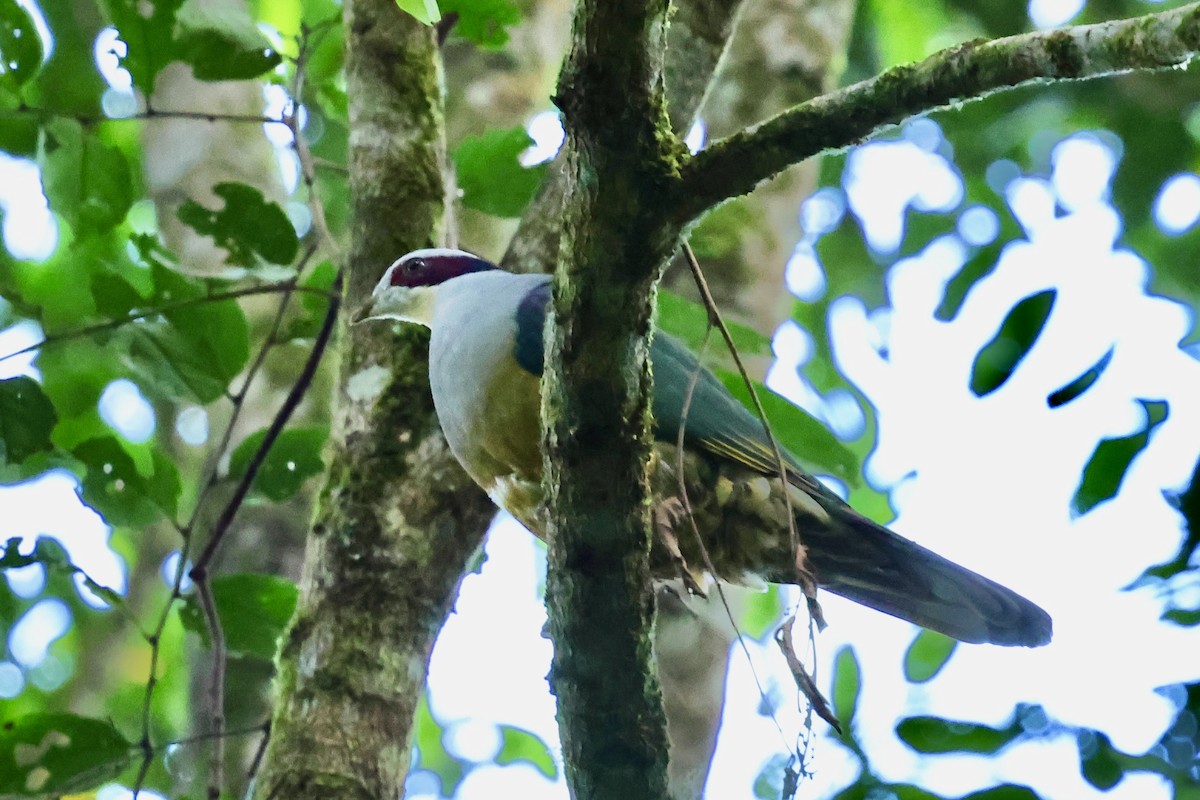 Red-eared Fruit-Dove - ML621018987