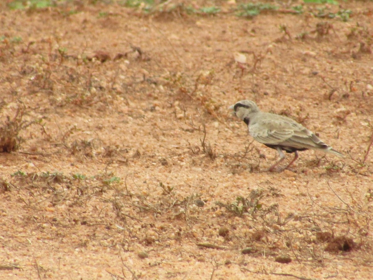 Ashy-crowned Sparrow-Lark - vaazhaikumar kumar