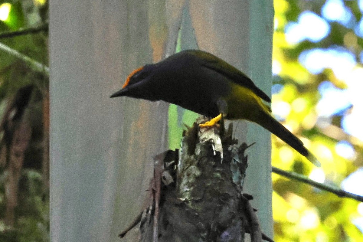 Fiery-browed Myna - ML621019025