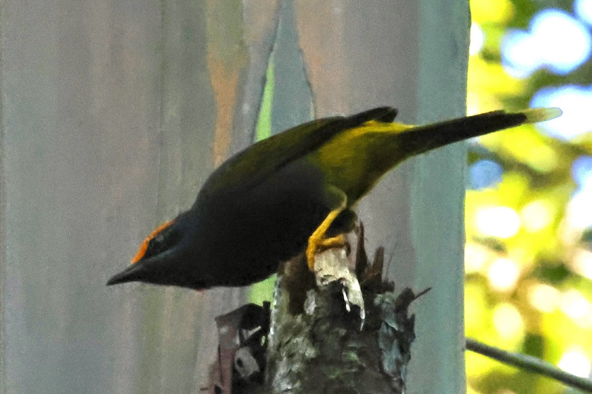 Fiery-browed Myna - ML621019026