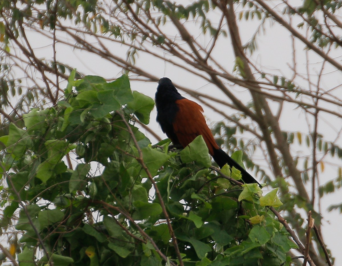 Greater Coucal - ML621019057