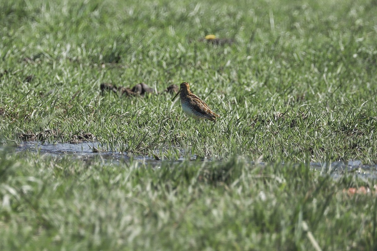 Wilson's Snipe - ML621019073