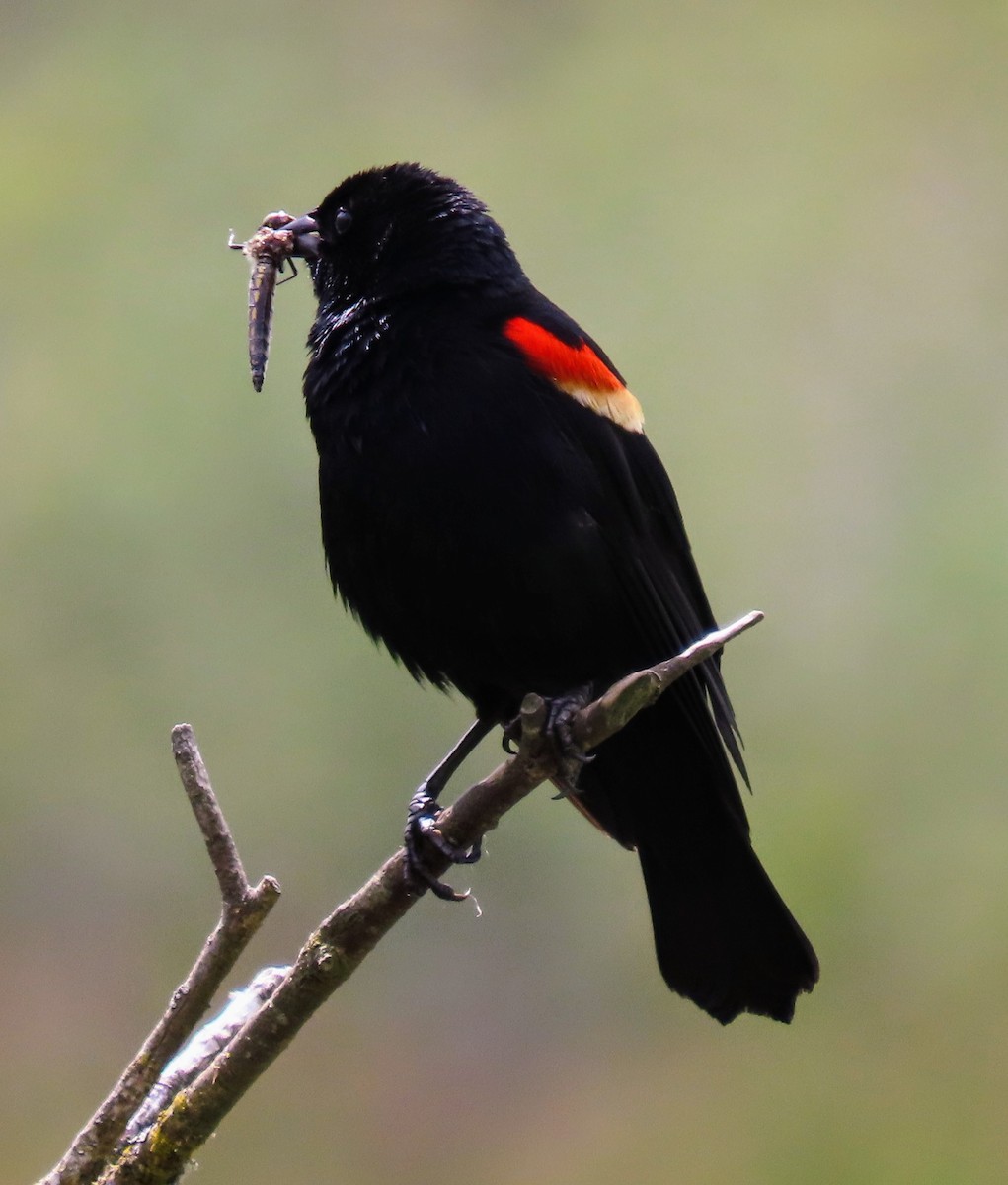 Red-winged Blackbird - ML621019078