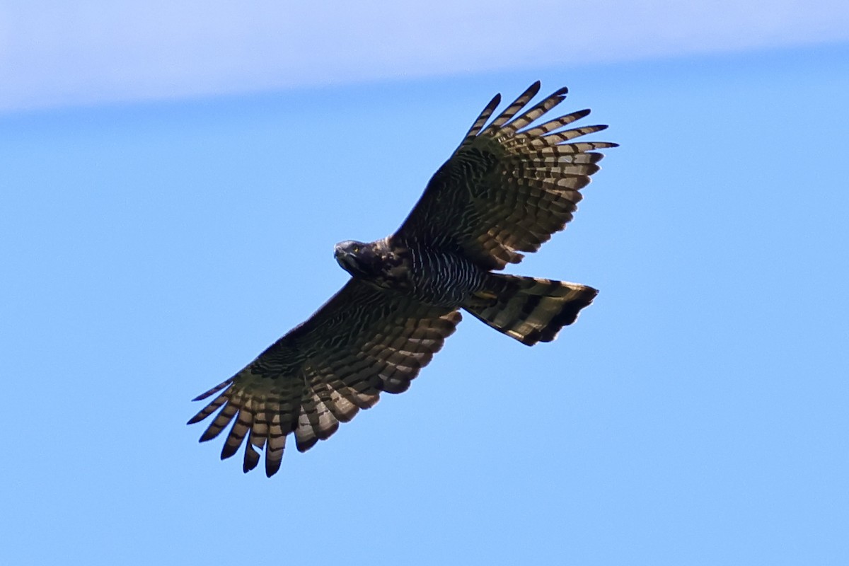 Sulawesi Honey-buzzard - ML621019119