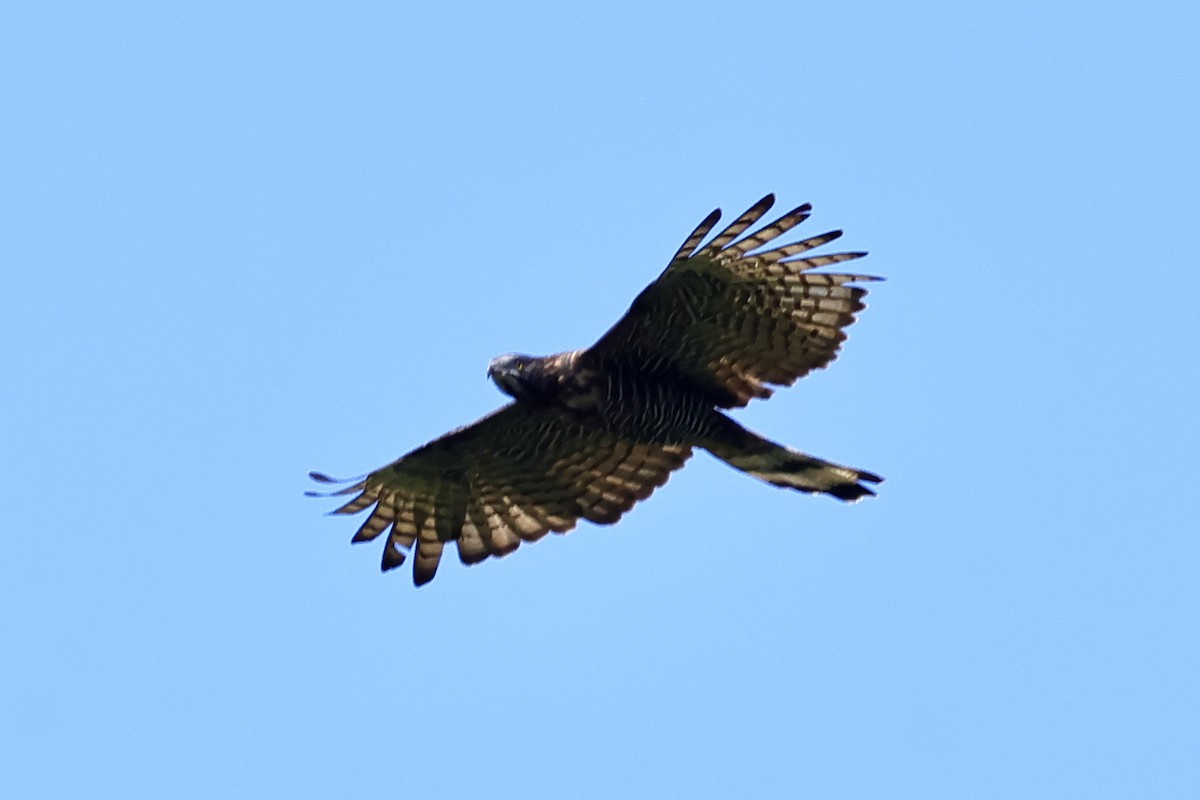 Sulawesi Honey-buzzard - ML621019120