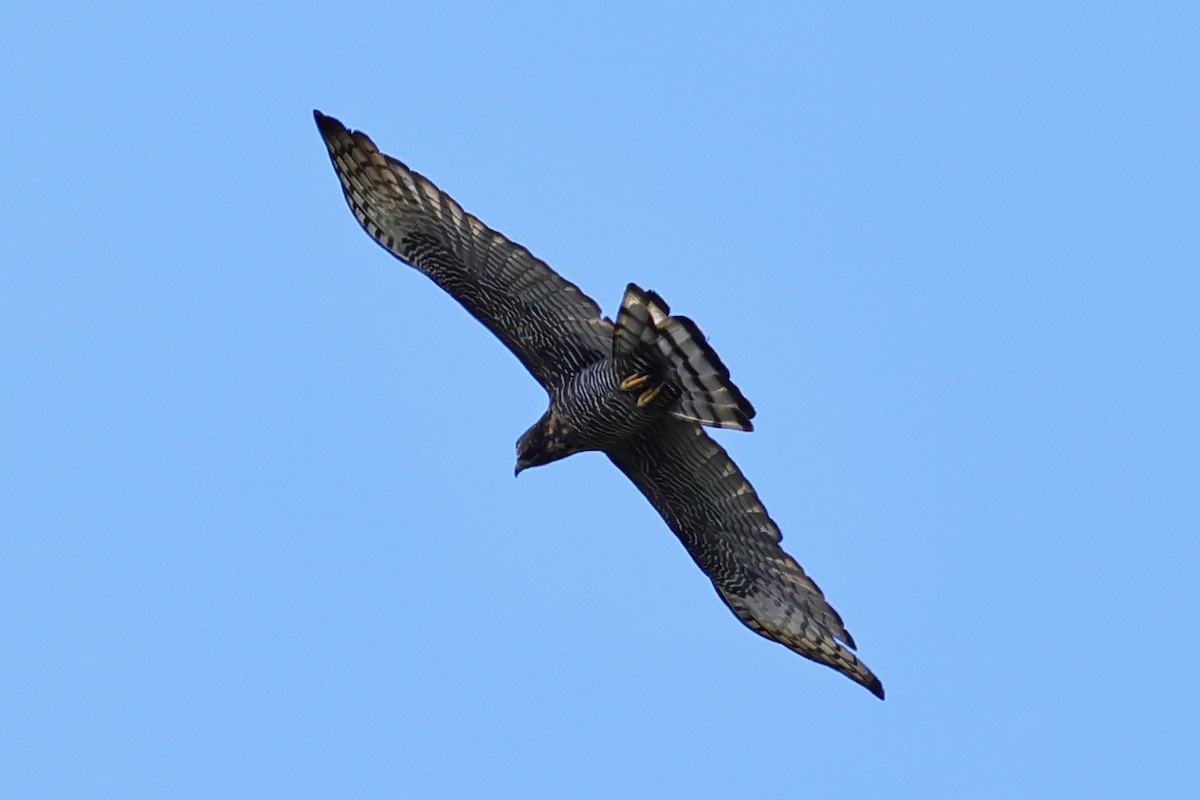 Sulawesi Honey-buzzard - ML621019121