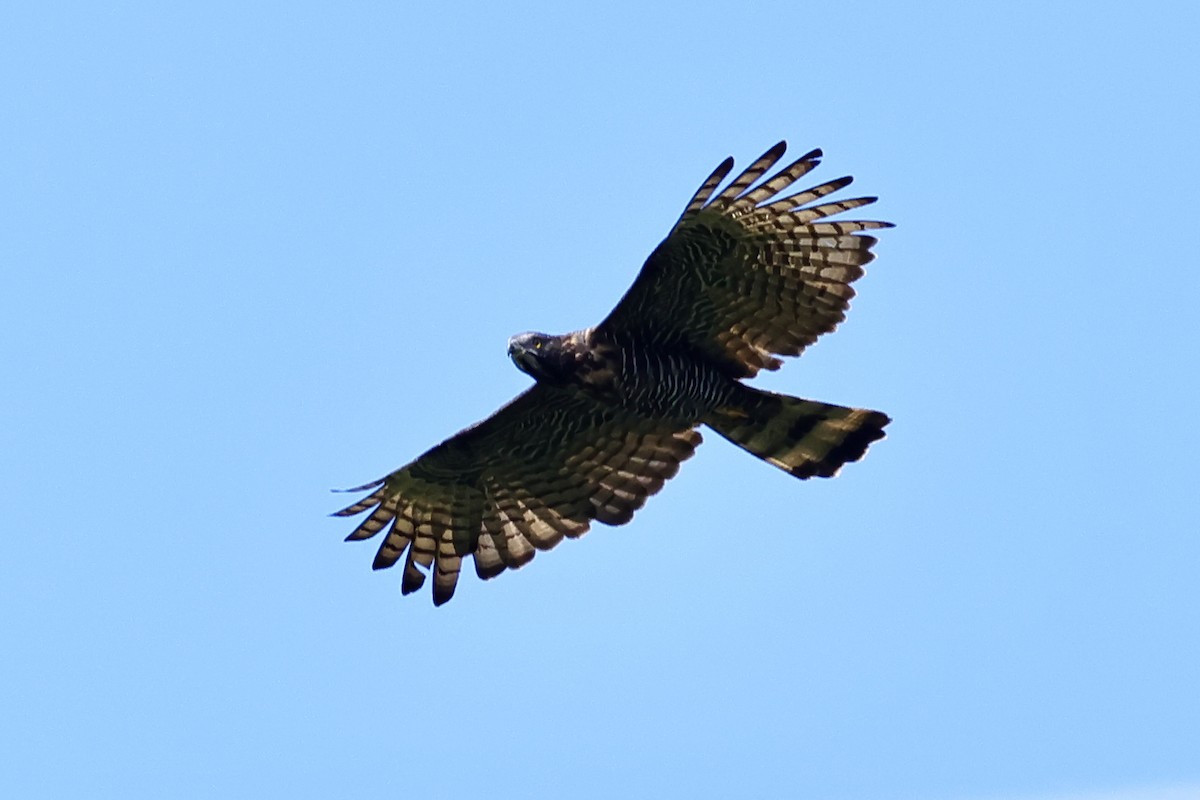 Sulawesi Honey-buzzard - ML621019122