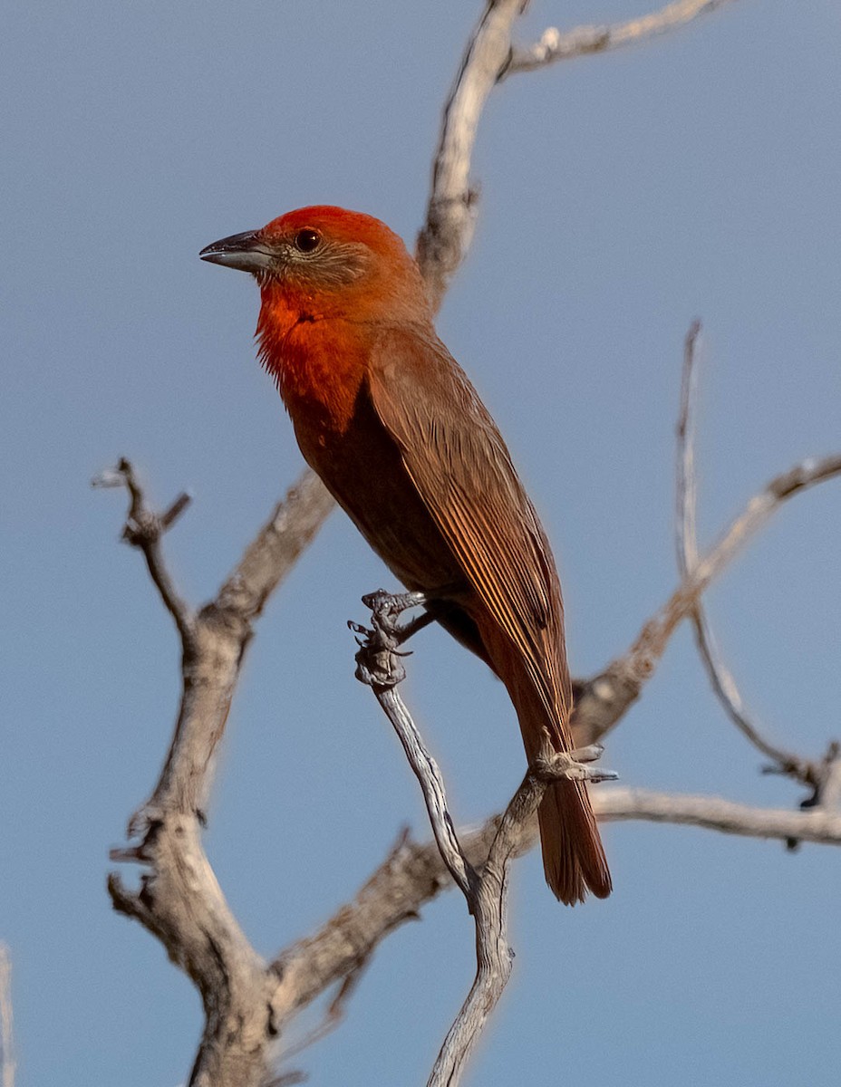 Hepatic Tanager - ML621019128