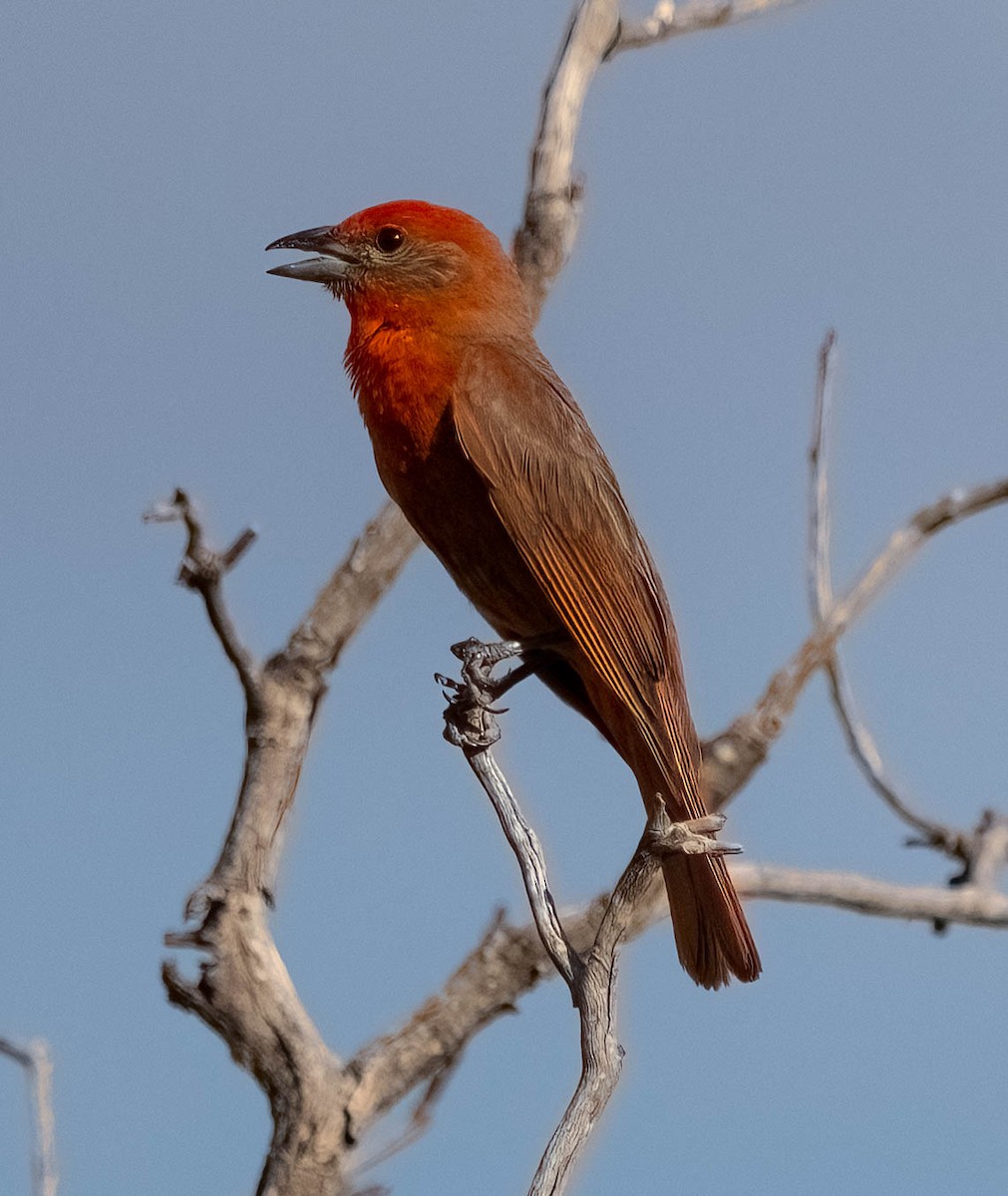 Hepatic Tanager - ML621019129
