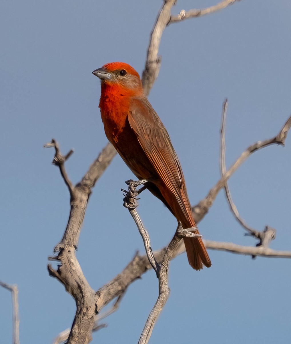 Hepatic Tanager - ML621019130