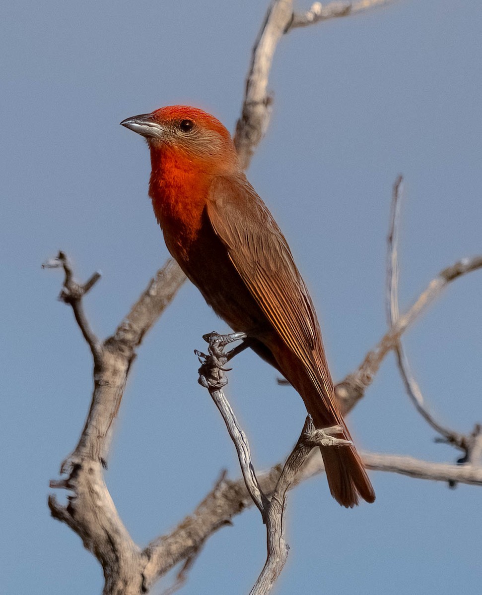 Hepatic Tanager - ML621019131