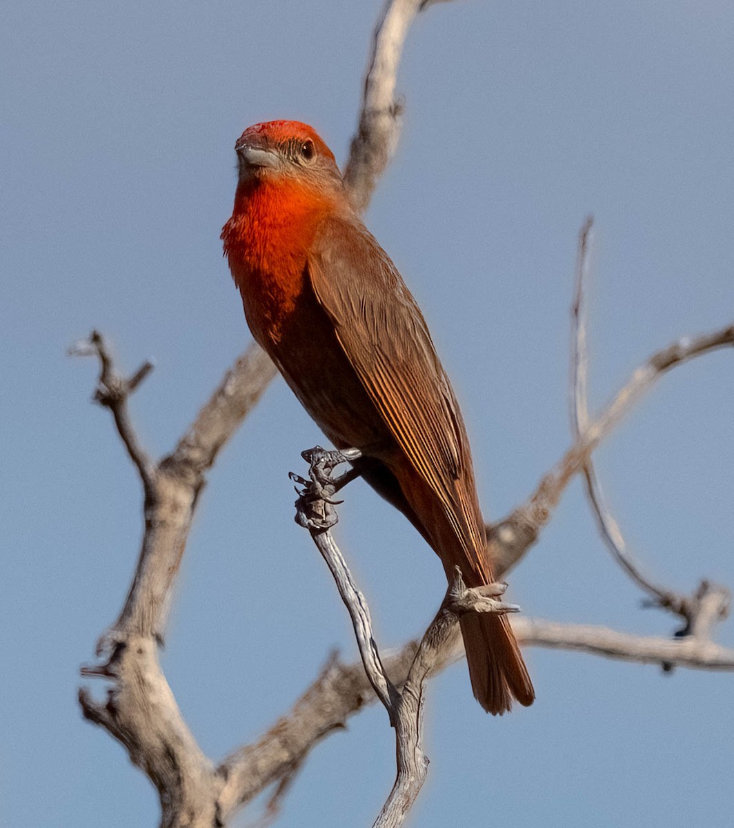 Hepatic Tanager - ML621019132