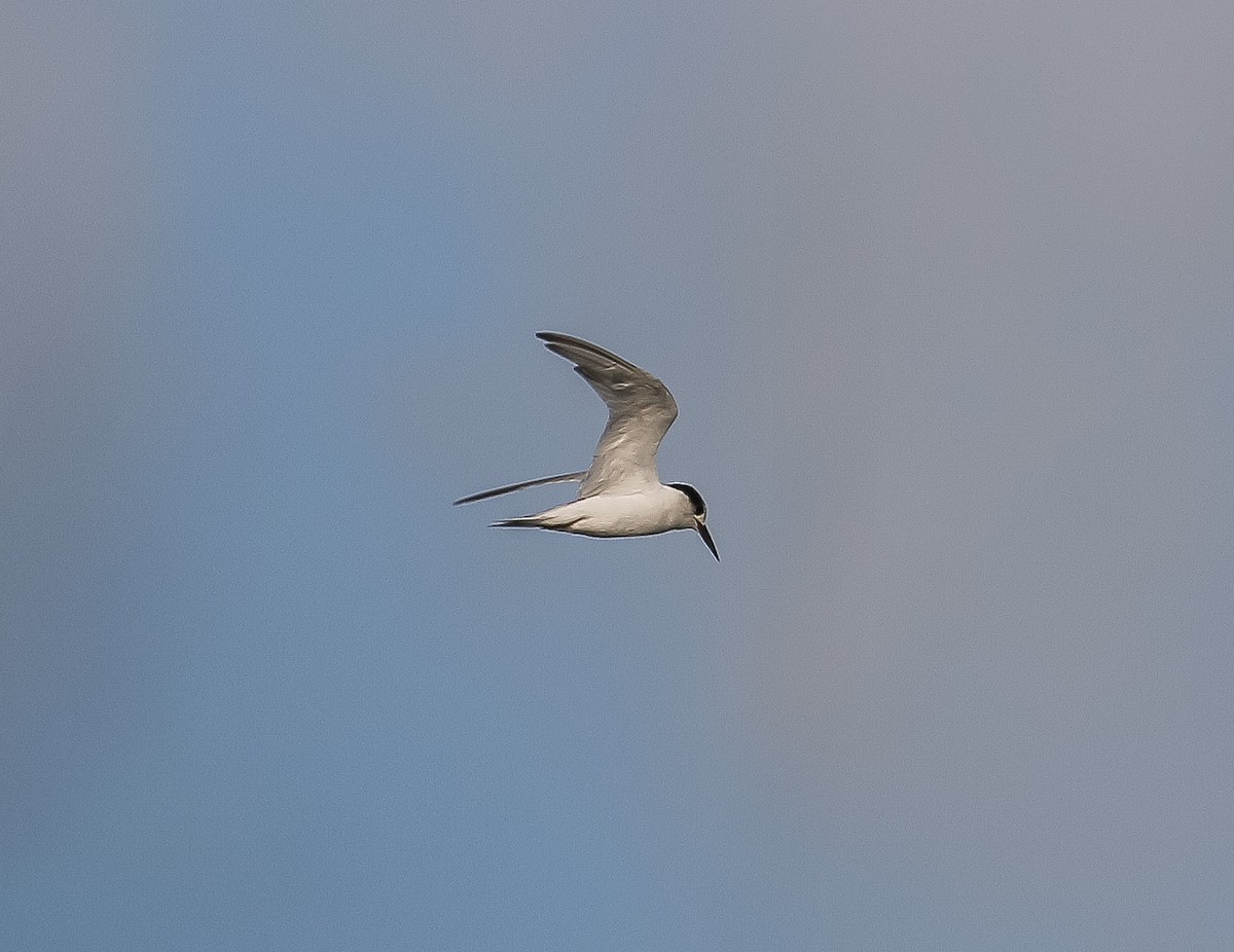 Little Tern - ML621019152