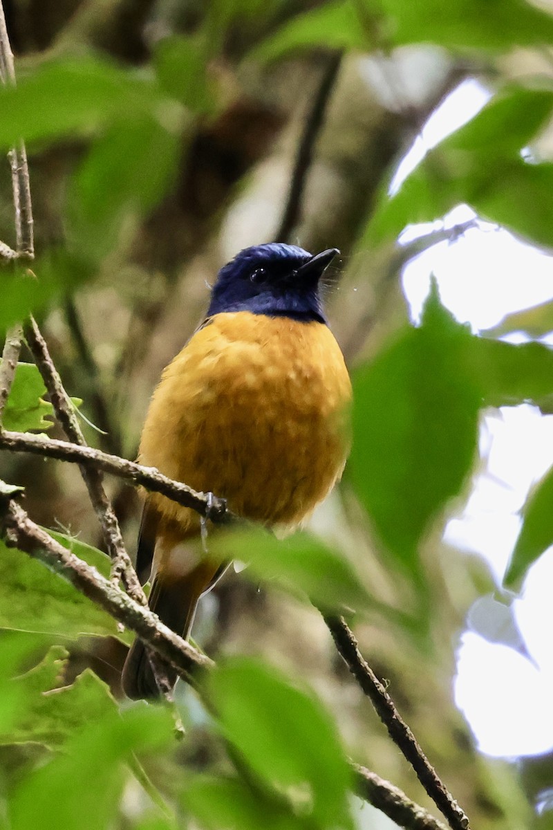 Blue-fronted Flycatcher - Anonymous