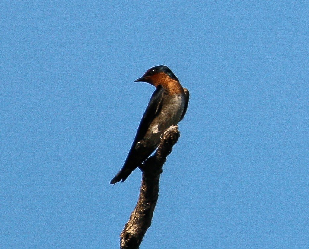 Pacific Swallow - ML621019179