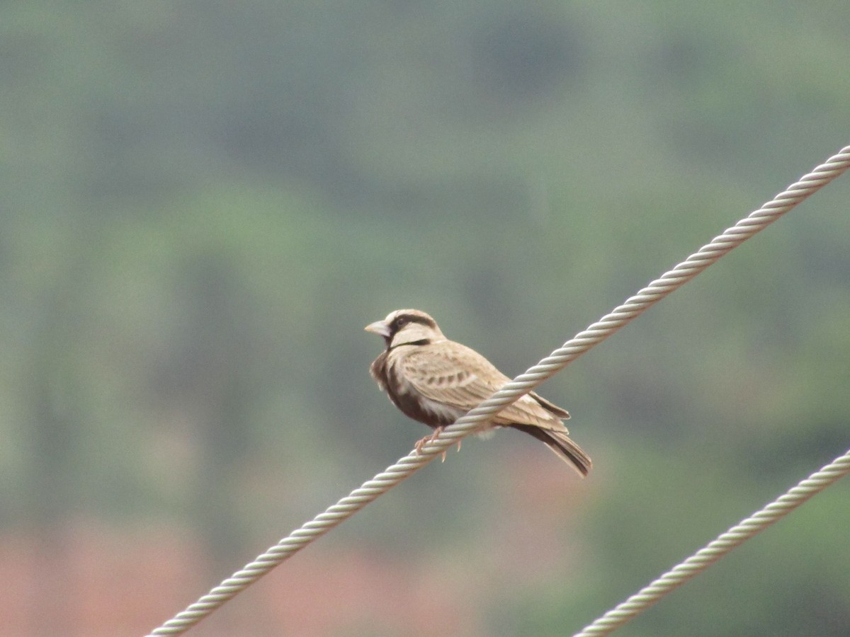 Ashy-crowned Sparrow-Lark - ML621019185