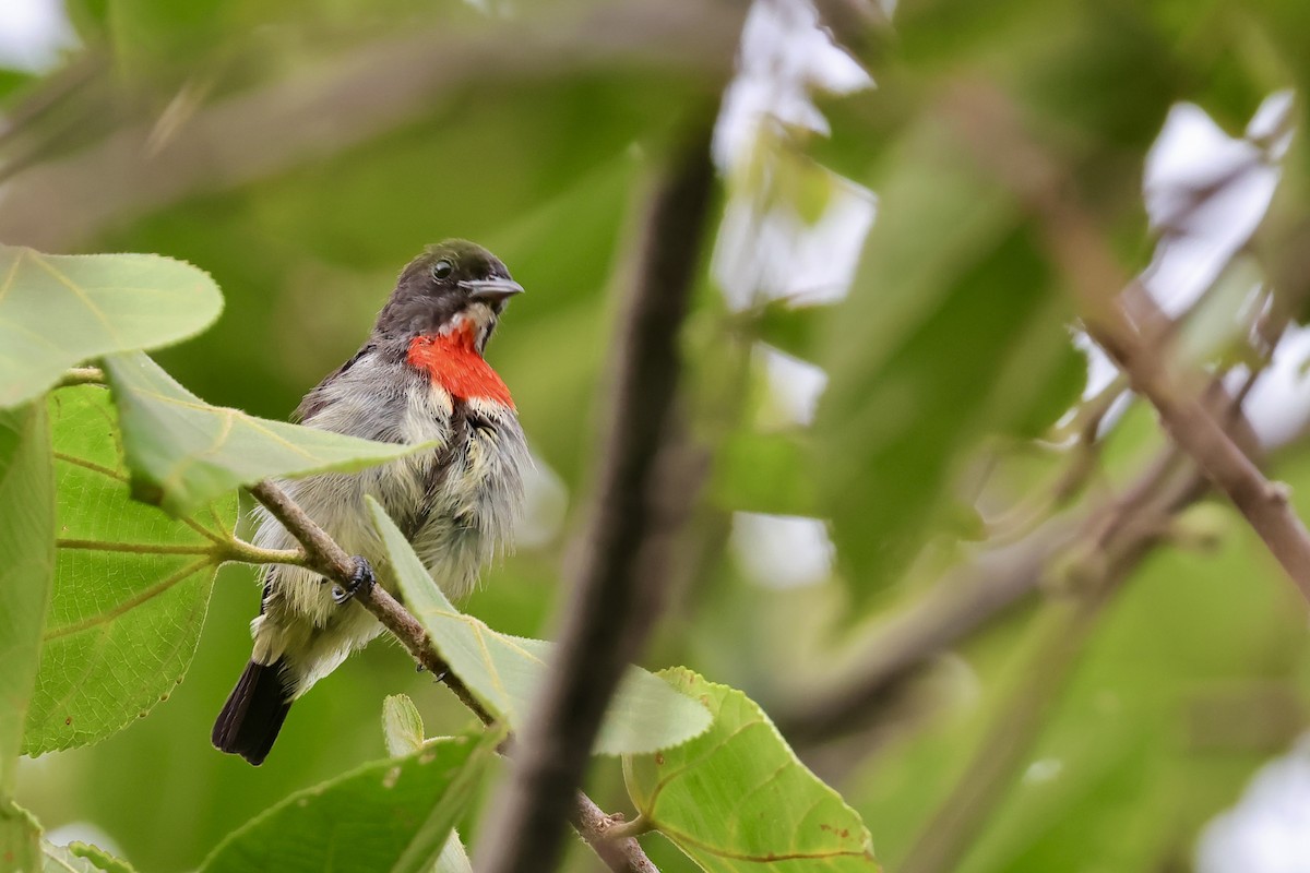 Gray-sided Flowerpecker - Anonymous