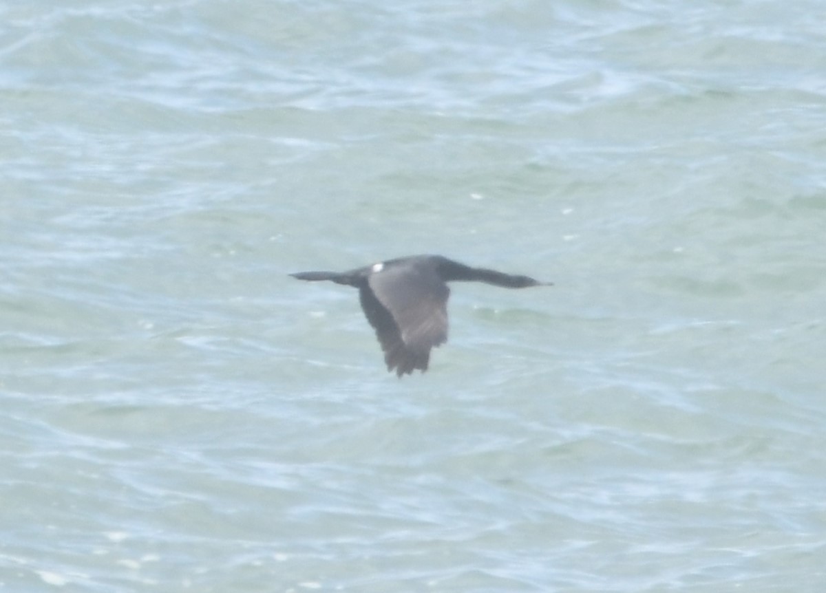 Pelagic Cormorant - ML621019243