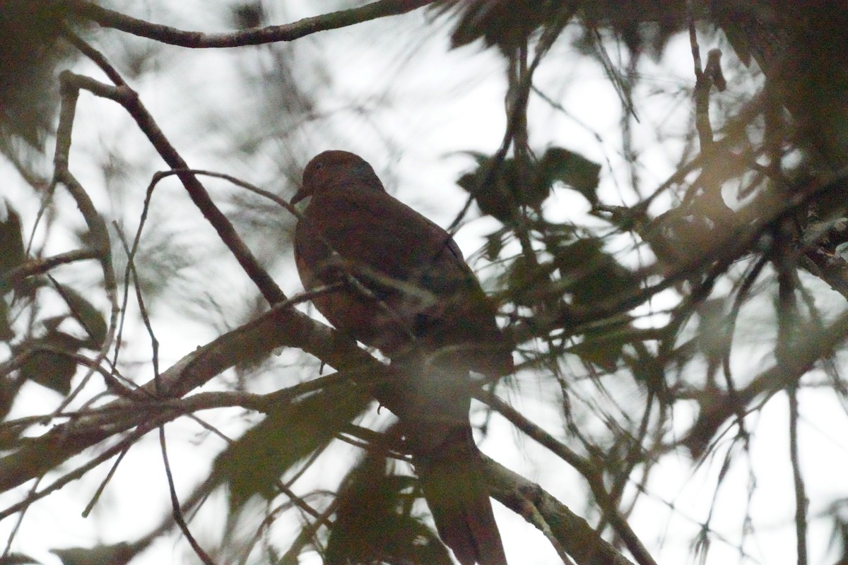 Brown Cuckoo-Dove - ML621019262