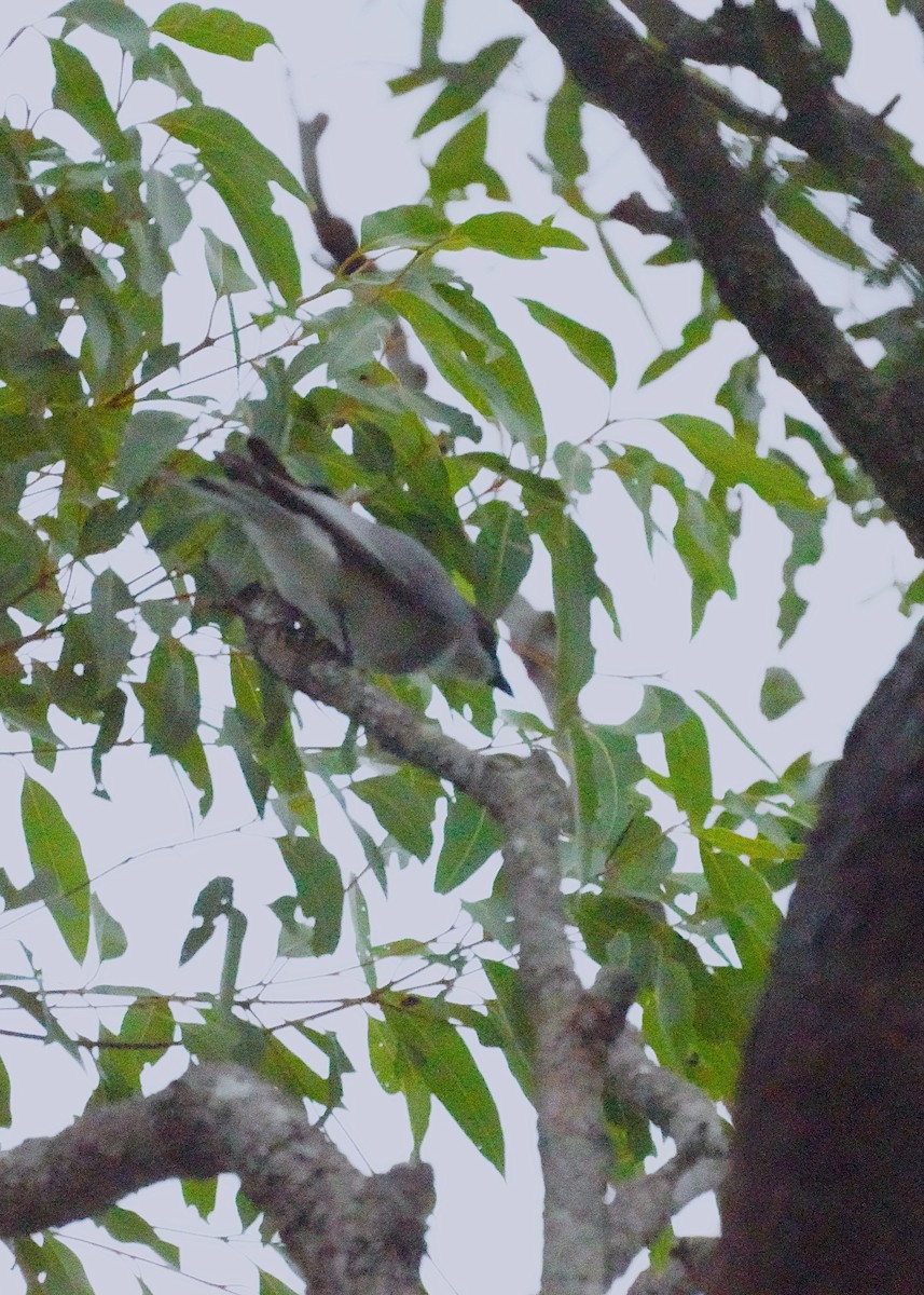White-bellied Cuckooshrike - ML621019268