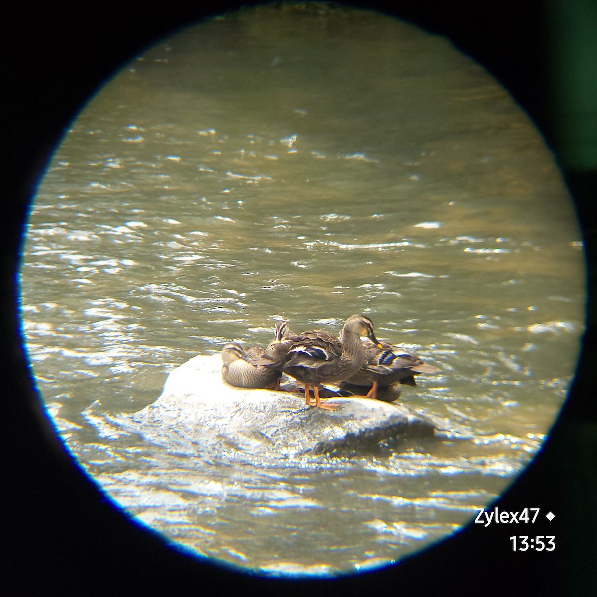 Eastern Spot-billed Duck - ML621019272