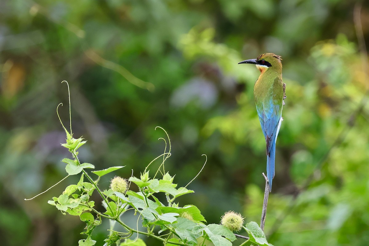 Blue-tailed Bee-eater - ML621019288