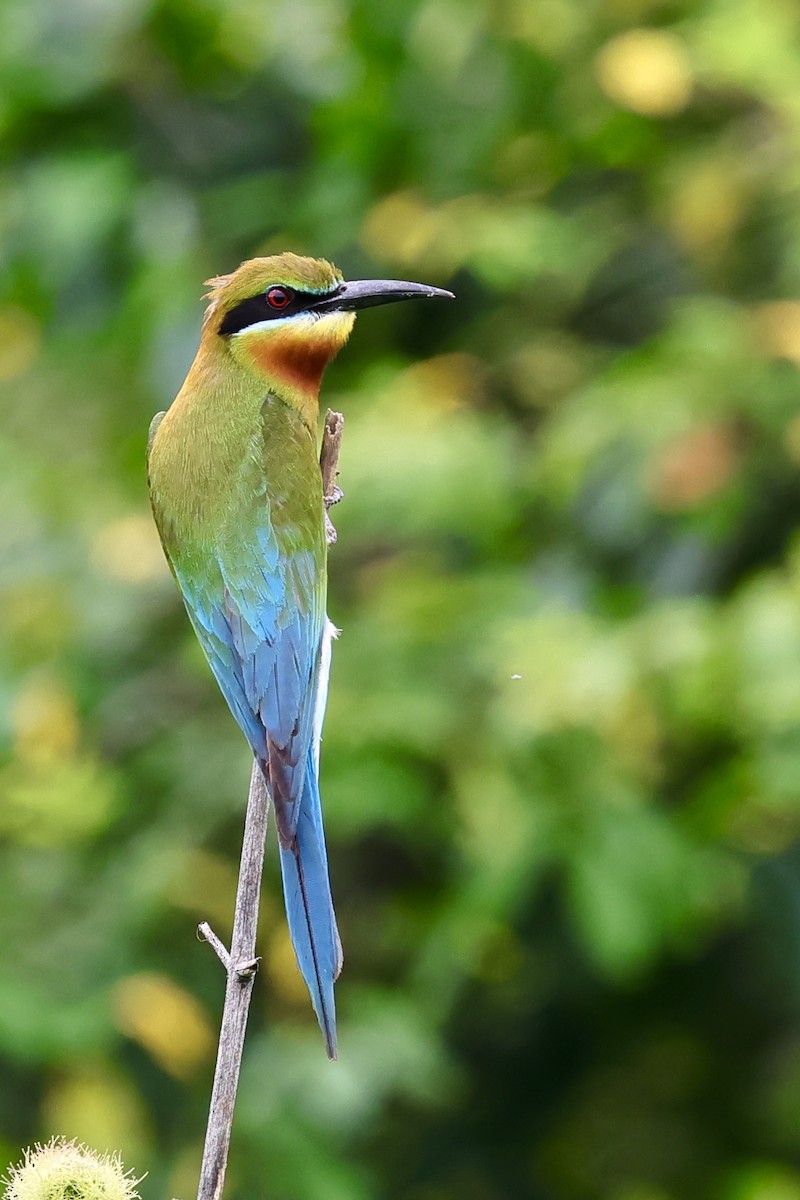Blue-tailed Bee-eater - ML621019289