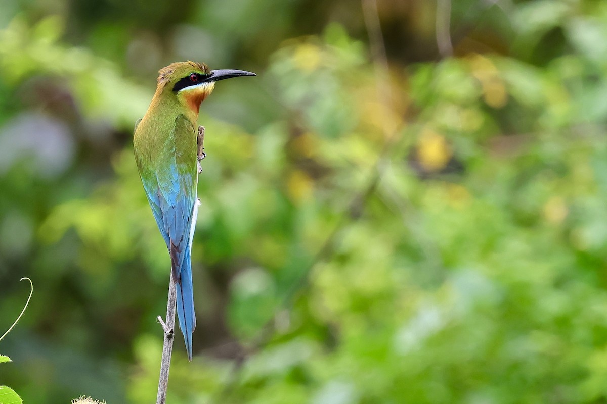 Blue-tailed Bee-eater - ML621019290