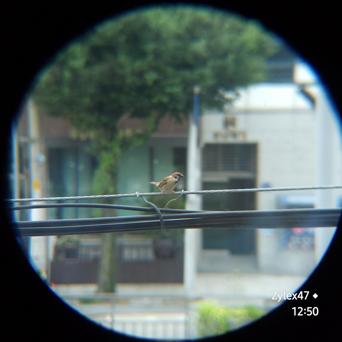 Eurasian Tree Sparrow - ML621019334
