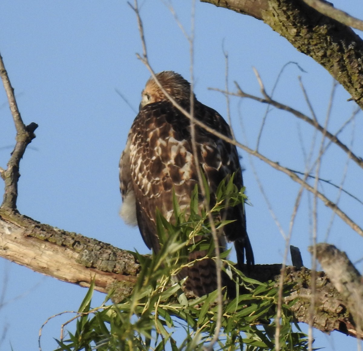 Red-tailed Hawk - ML621019337