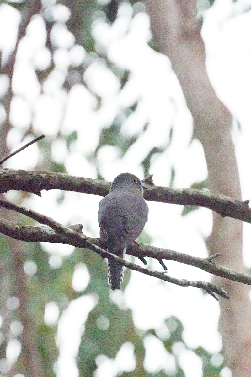 Fan-tailed Cuckoo - ML621019338