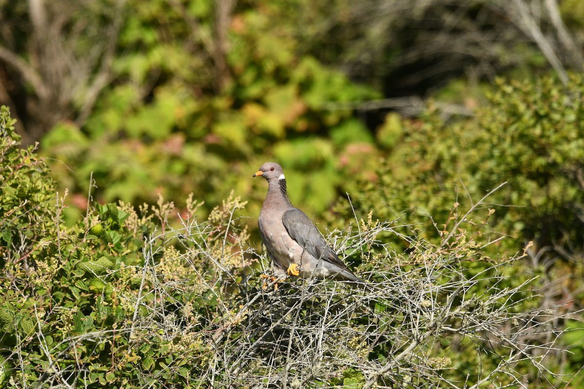 Band-tailed Pigeon - ML621019341
