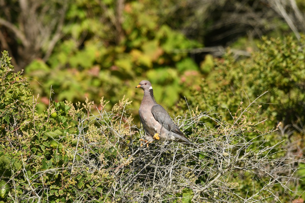 Band-tailed Pigeon - ML621019342
