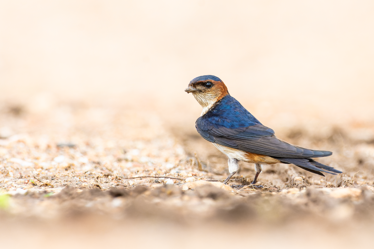 Red-rumped Swallow - ML621019353