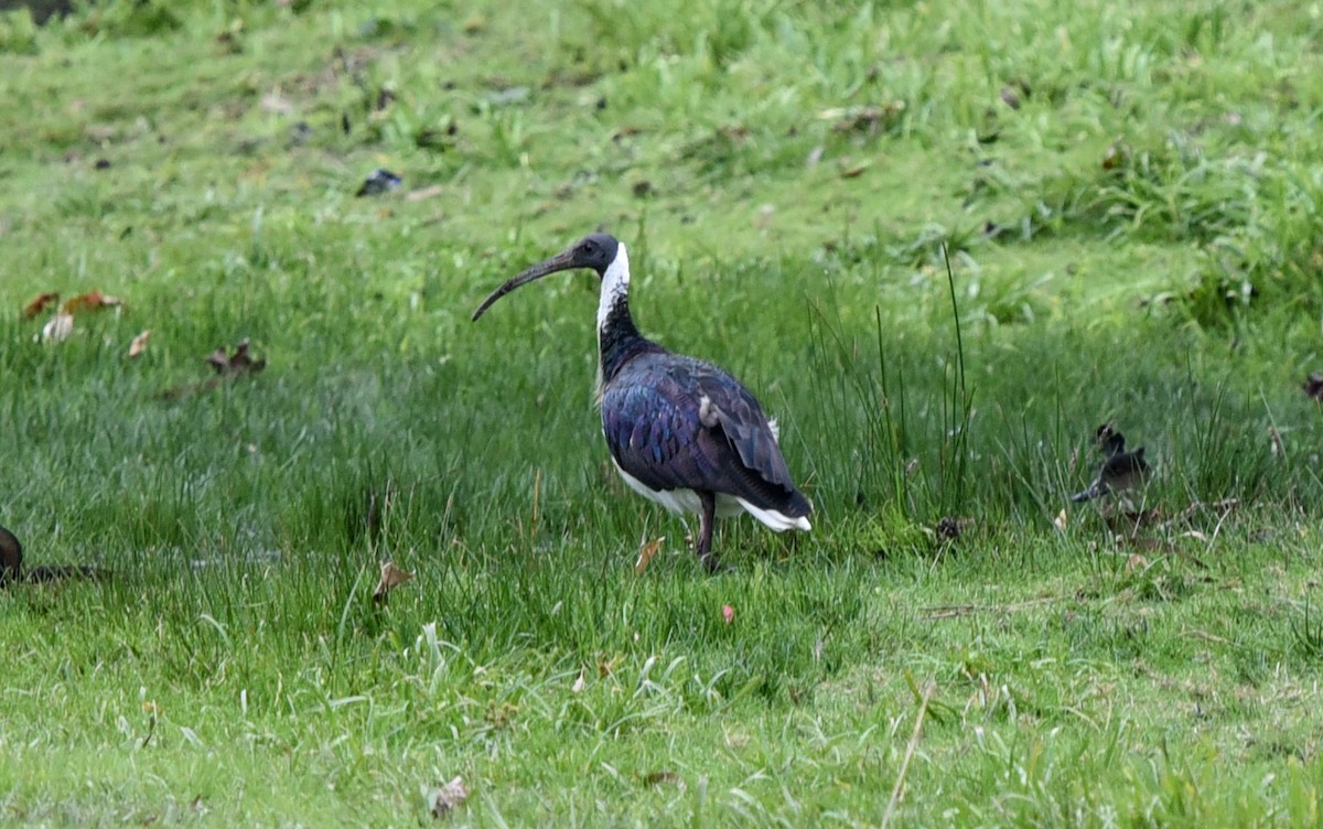 ibis slámokrký - ML621019387