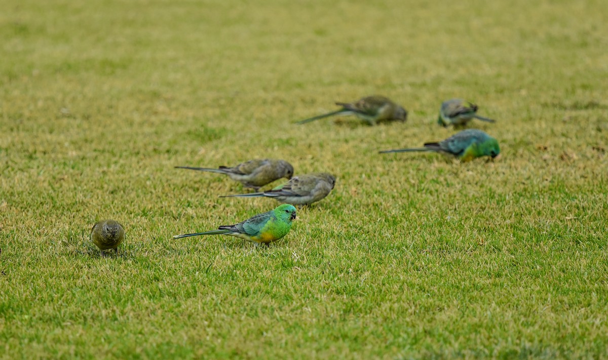 Red-rumped Parrot - ML621019390