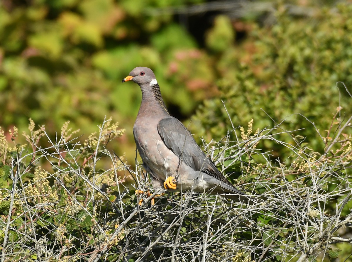Band-tailed Pigeon - ML621019431
