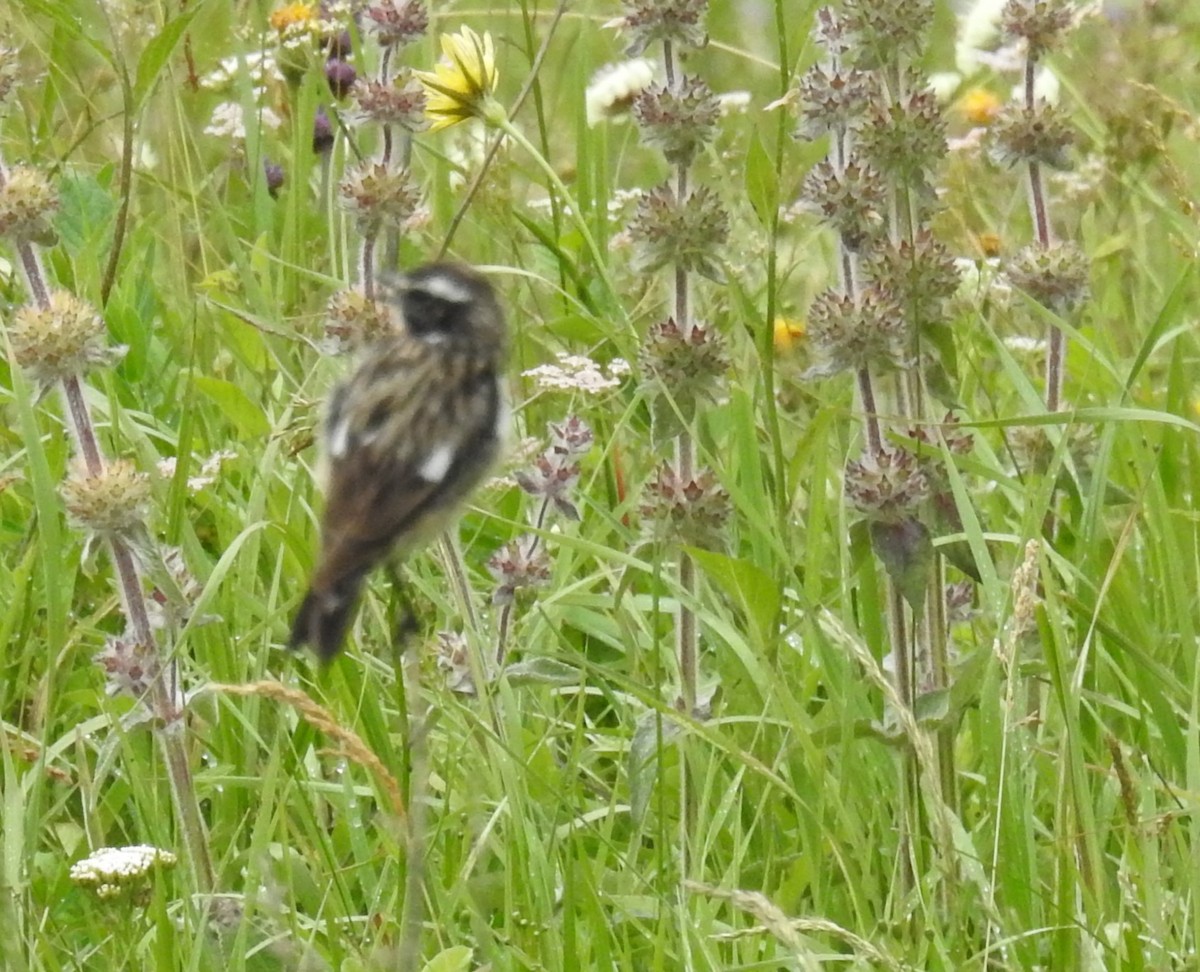 Whinchat - ML621019447