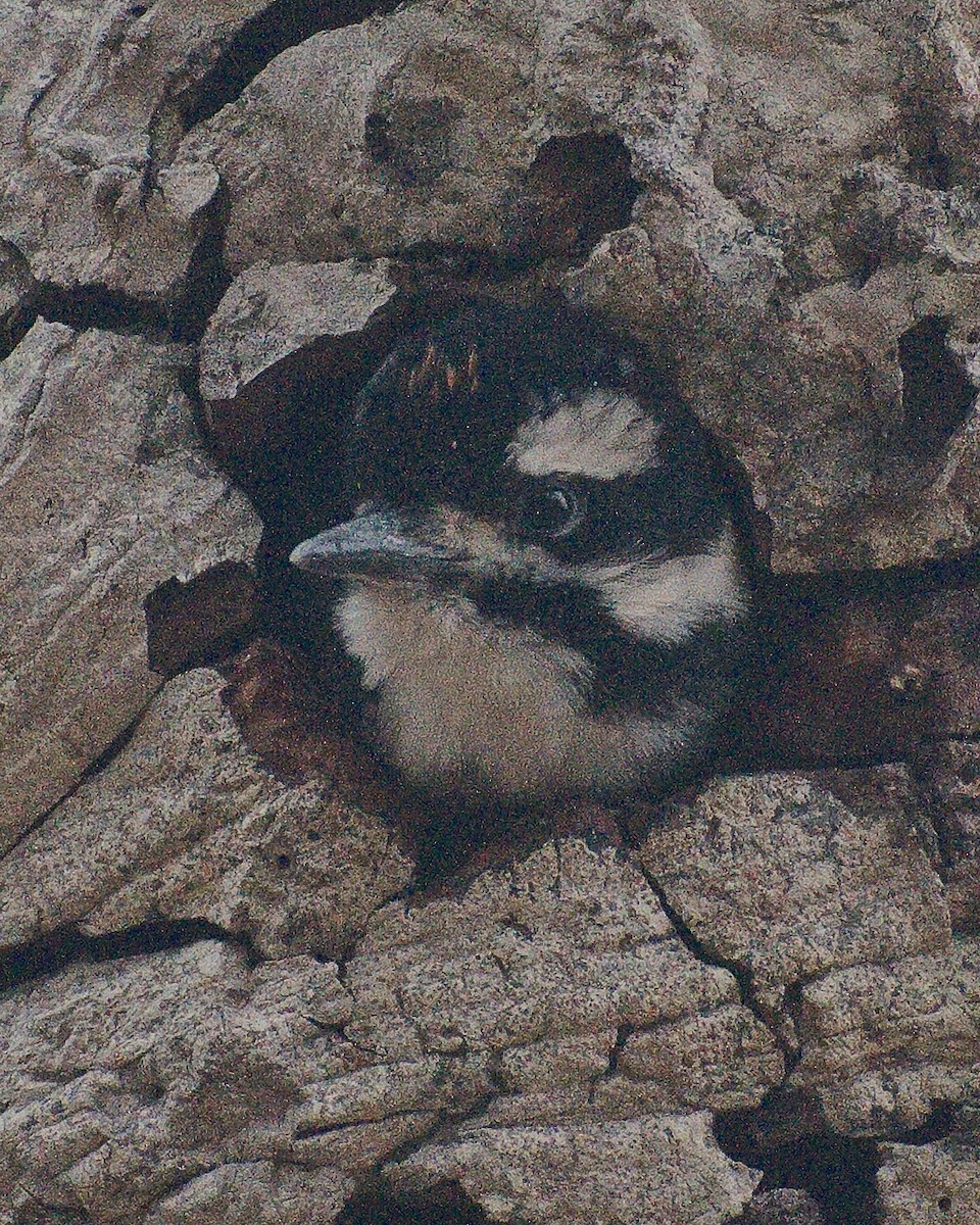 Hairy Woodpecker (Pacific) - ML621019496