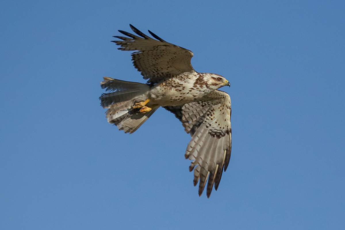 Swainson's Hawk - ML621019531