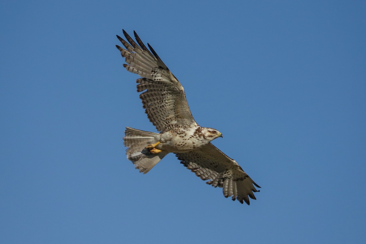 Swainson's Hawk - ML621019532