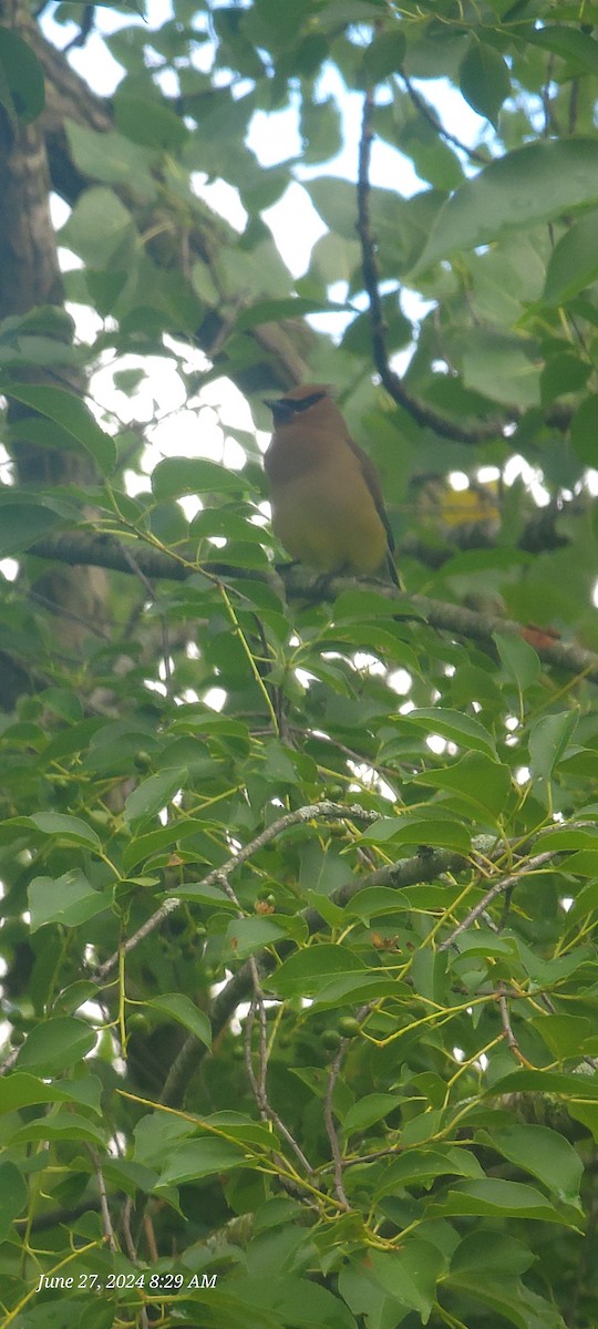 Cedar Waxwing - ML621019546
