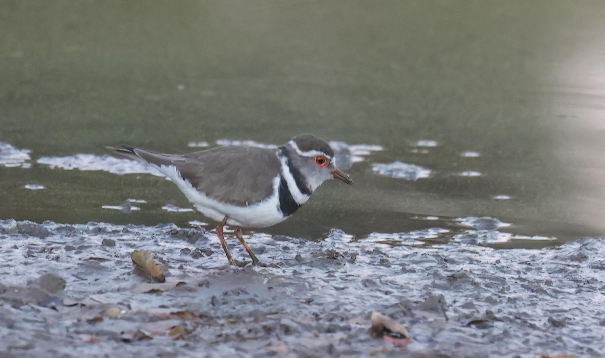 Three-banded Plover - ML621019593