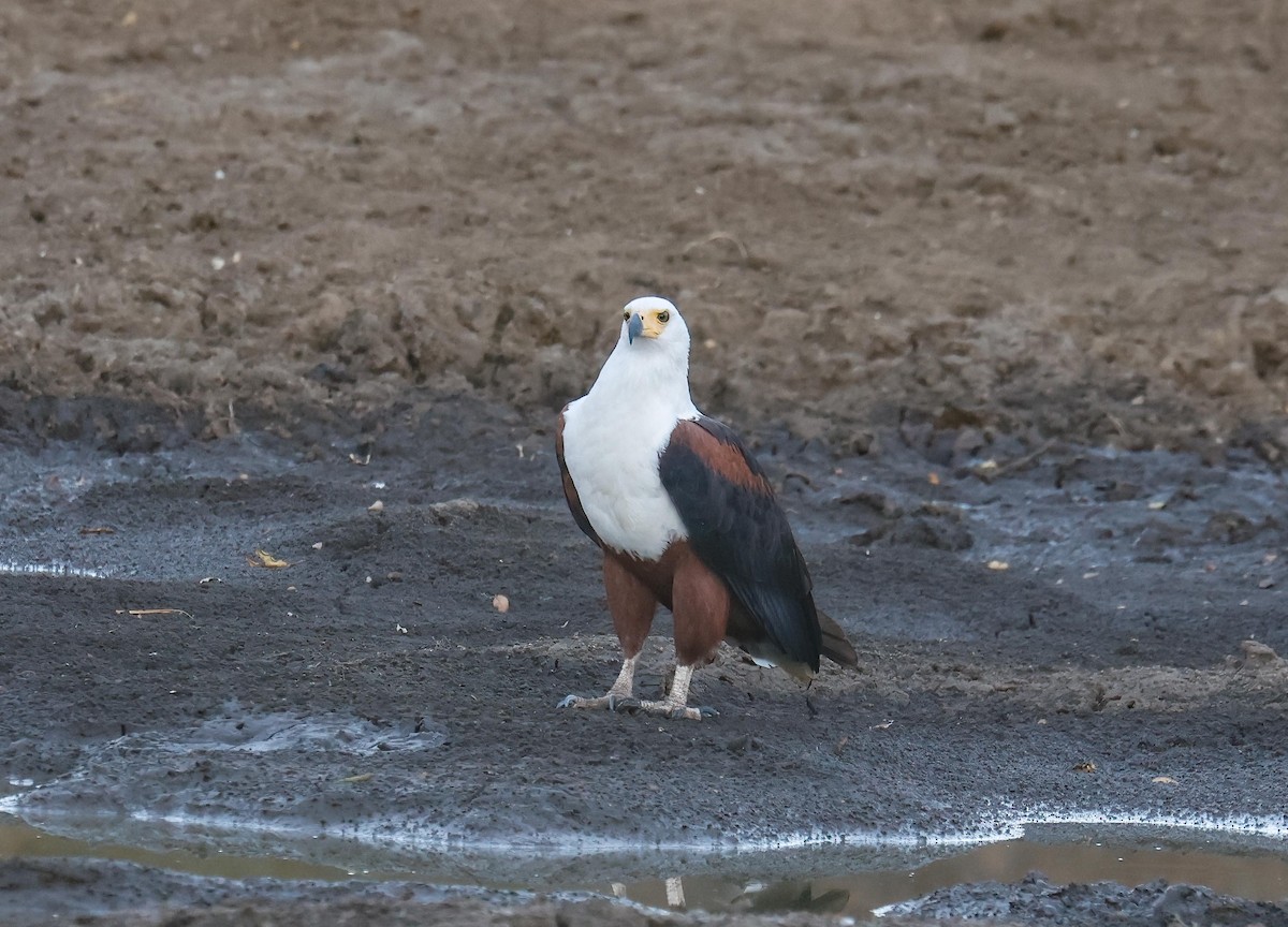 African Fish-Eagle - ML621019598