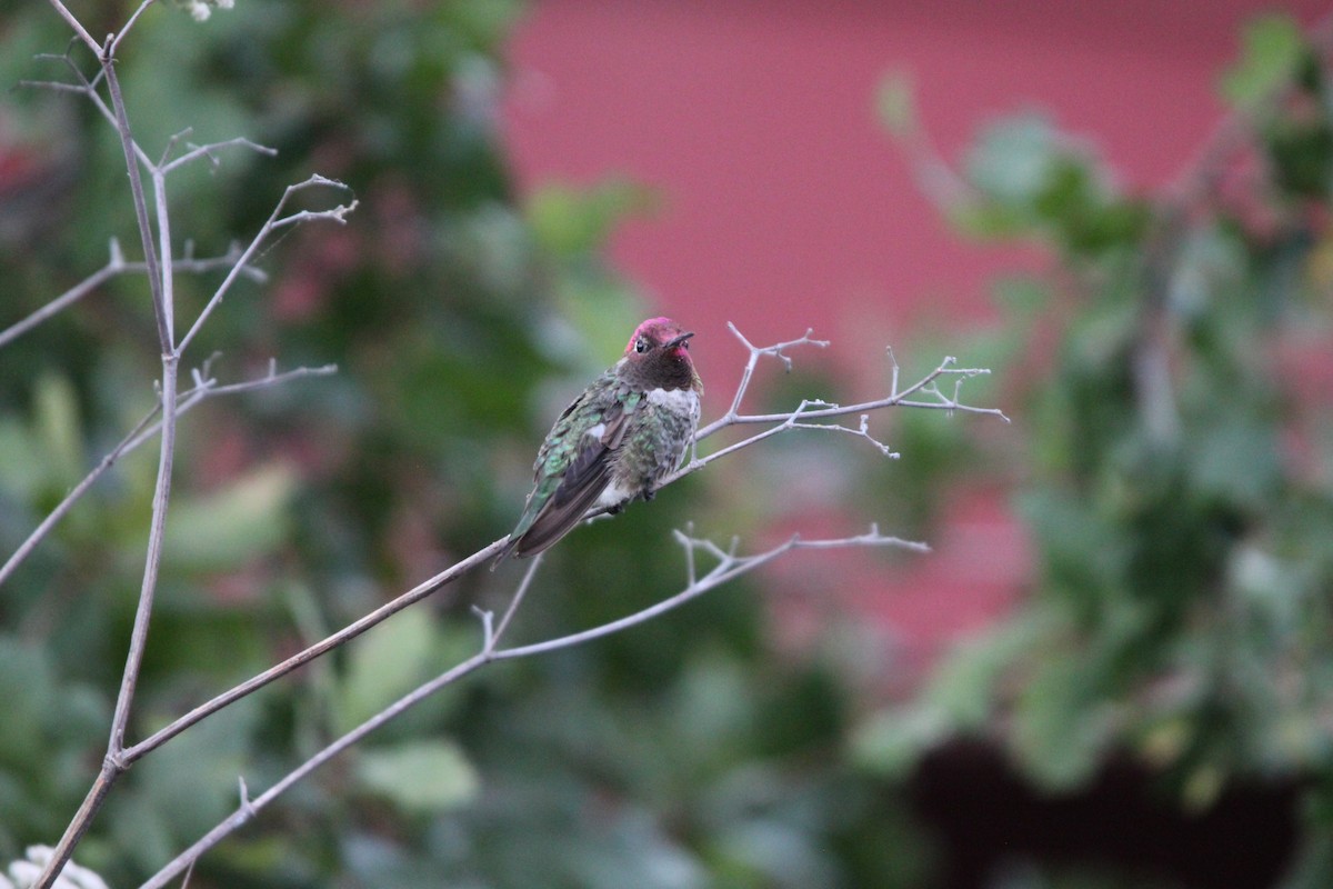 Anna's Hummingbird - ML621019604