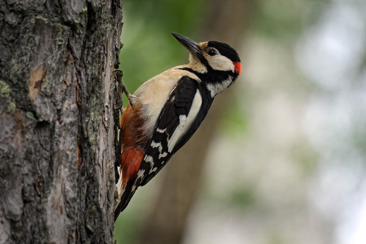 Great Spotted Woodpecker - ML621019605