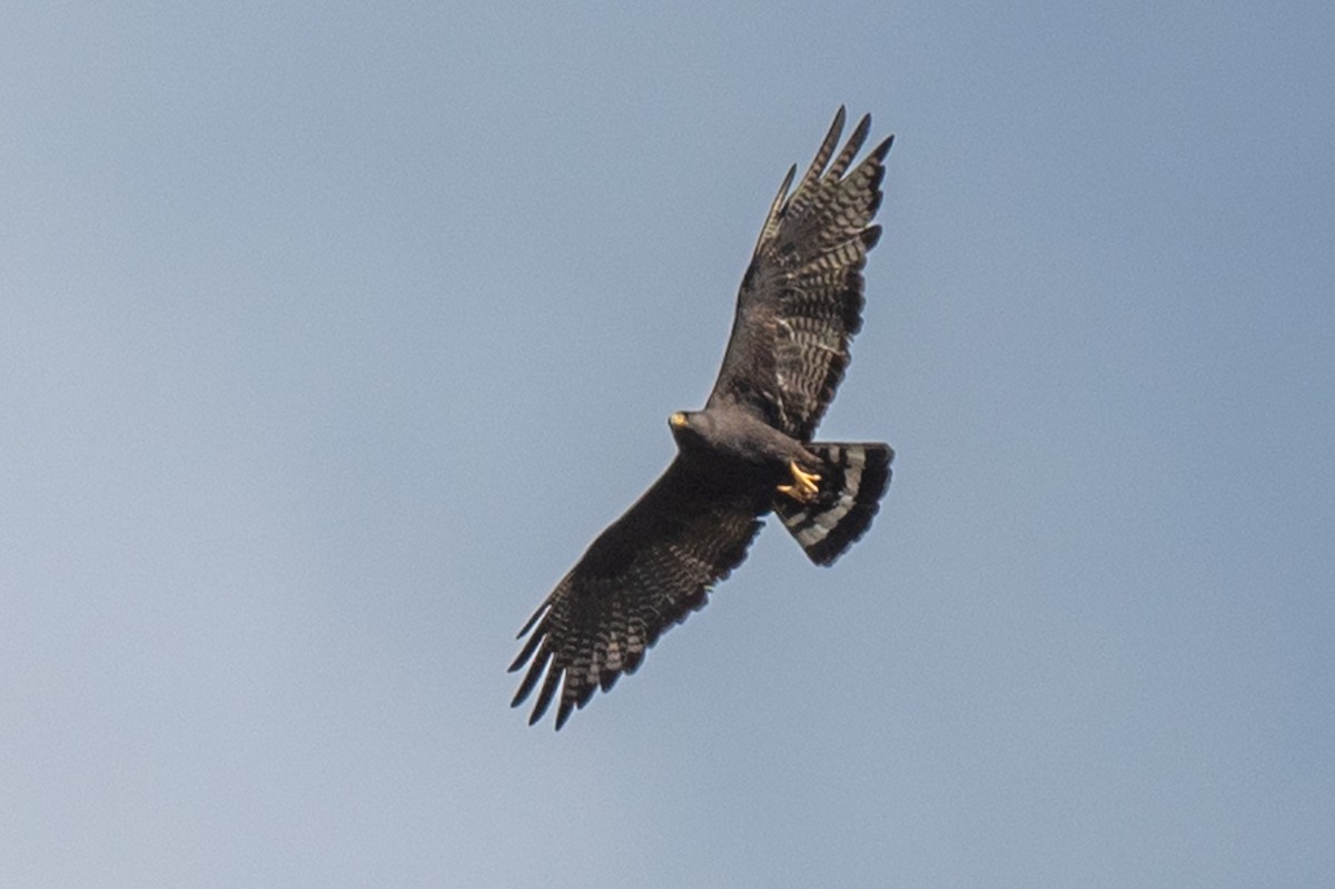 Zone-tailed Hawk - ML621019606